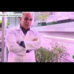 Requisitos para plantar cbd en espa&ntilde;a