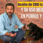 Cbd ca&ntilde;amo gotas