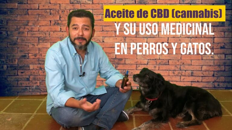 Cuantas gotas de cbd le puedo dar a mi perro