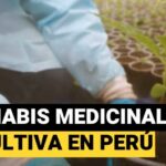 Mejores aceites cbd españa