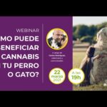 Cbd ca&ntilde;amo gotas