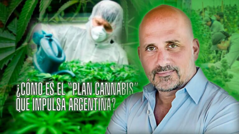 Como producir cbd legalmente