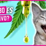 Como extraer cbd de la planta