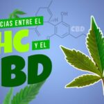 Aceite de cbd 10