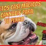 Cbd para convulsiones en perros