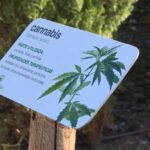 Aceite cbd espectro completo