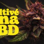 Requisitos para plantar cbd en espa&ntilde;a