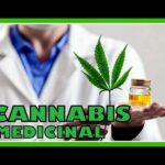 Como extraer cbd de la planta