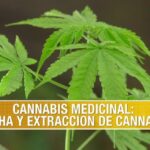 Cbd para la memoria