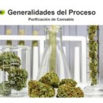 Como extraer cbd de la planta
