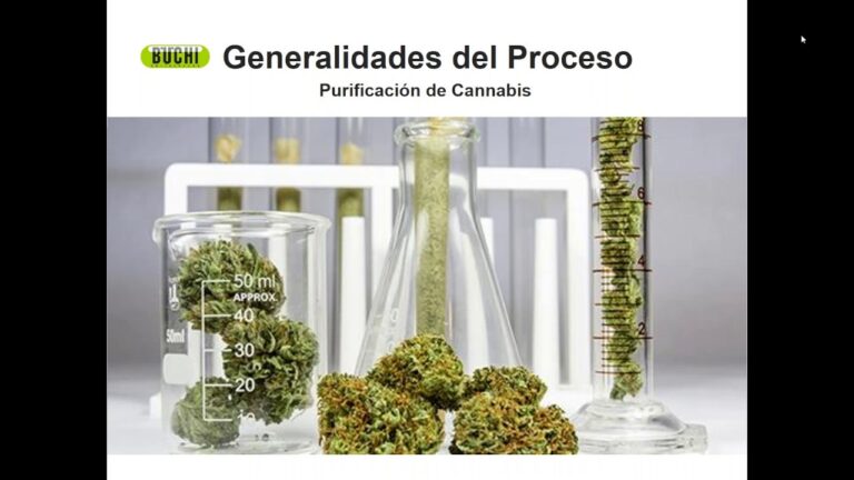 Como saber la concentración de cbd