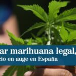 Requisitos para plantar cbd en espa&ntilde;a