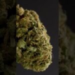 Mejores aceites cbd españa