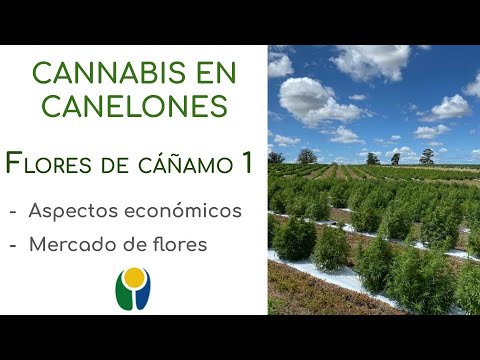 Flores de cañamo cbd
